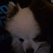 Teddy joined the competition — help win amazing prizes! dog, pomeranian, pet, close_up, fur, white_fur, face, muzzle, eyes, nose, portrait, indoor, low_light, fluffy, sleepy, cuddling, companion, dark_background, human_arm, shirt