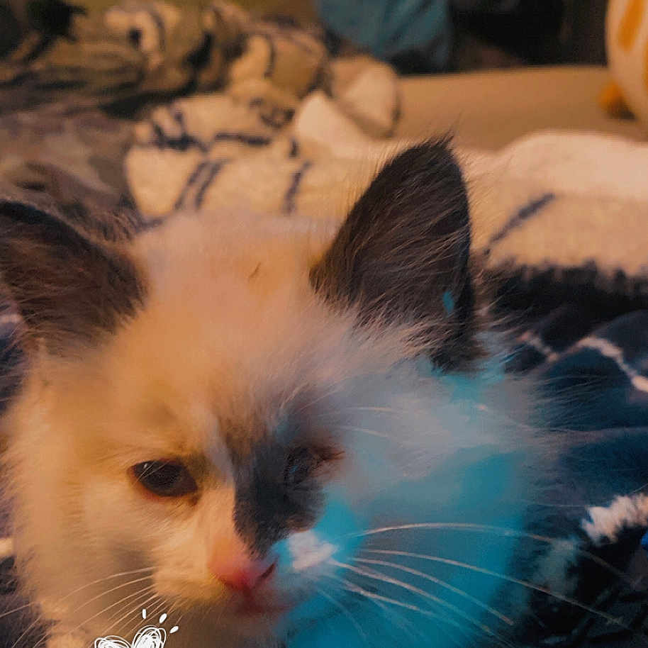 Whisper is registered to the contest to win money with this photo: angora, animal, bed, cat, child, couch, cushion, face, female, flower, furniture, girl, head, homedecor, kitten, manx, person, pet, plant, siamese