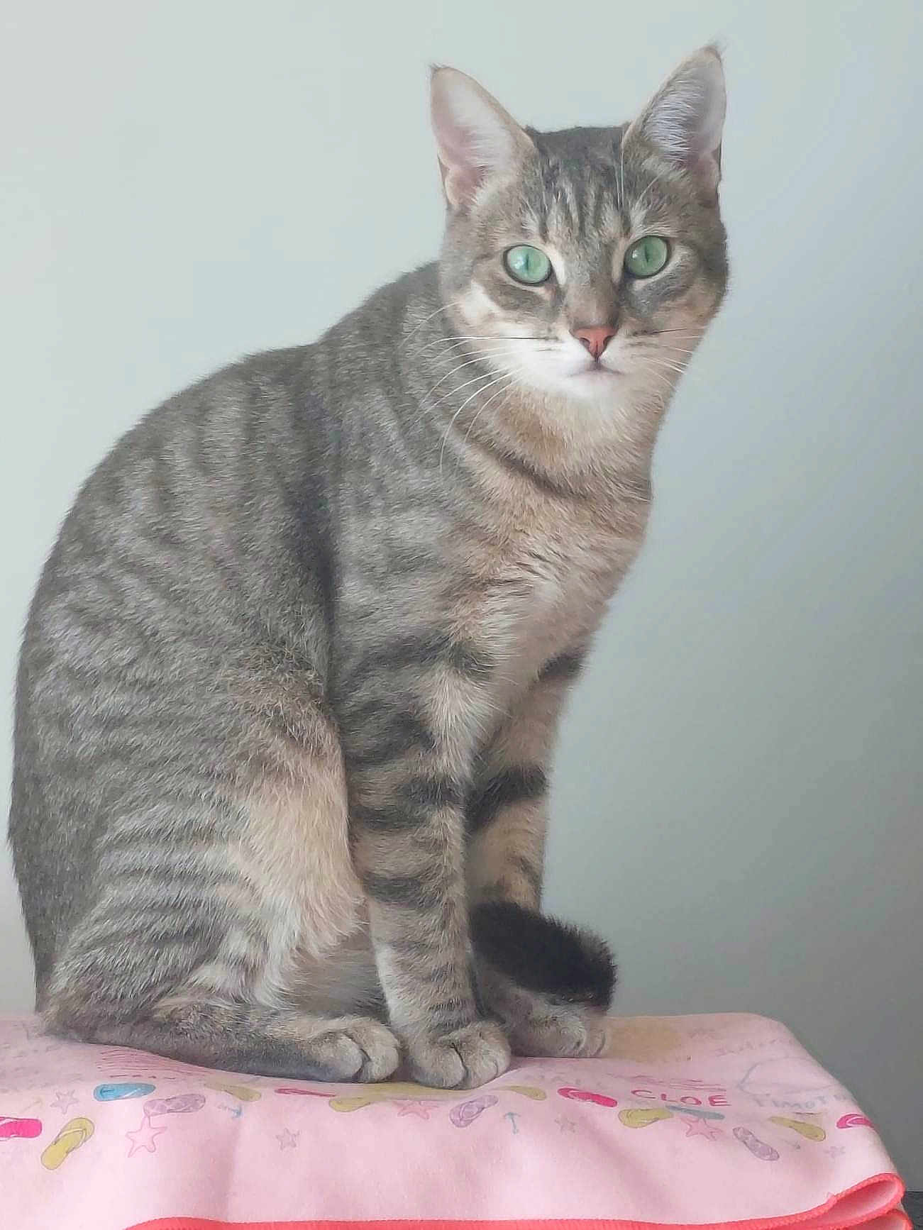 Maryline Vilhelm participe au concours pour gagner de l'argent avec cette photo : cat, tabby, green_eyes, sitting, pet, animal, feline, whiskers, ears, fur, striped, indoor, blanket, pink, pattern, cute, portrait, looking_at_camera, domestic_cat, calm