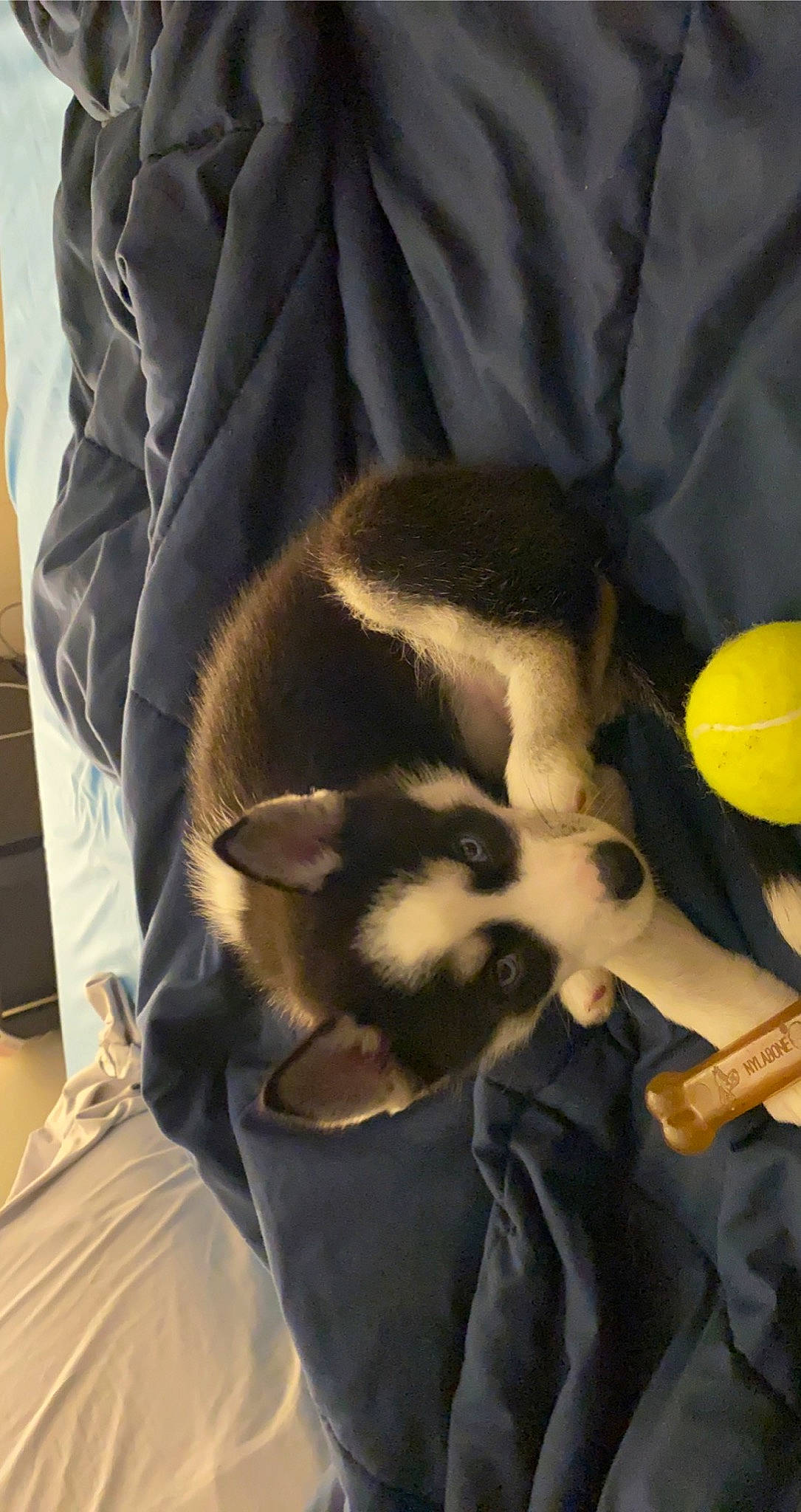 Echo is registered to the contest to win money with this photo: canidae, carnivore, cat, comfort, companion_dog, dog_breed, fawn, felidae, fur, siamese, small_to_medium_sized_cats, tail, terrestrial_animal, whiskers