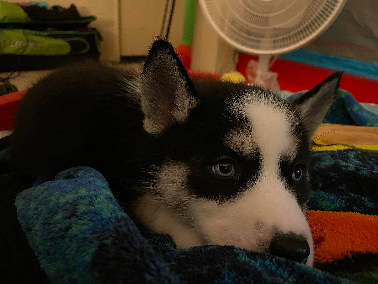 Echo is registered to the contest to win money with this photo: canidae, carnivore, comfort, companion_dog, dog, dog_breed, flooring, fur, hat, mechanical_fan, non_sporting_group, snout, sporting_group, terrestrial_animal, whiskers, working_animal, working_dog