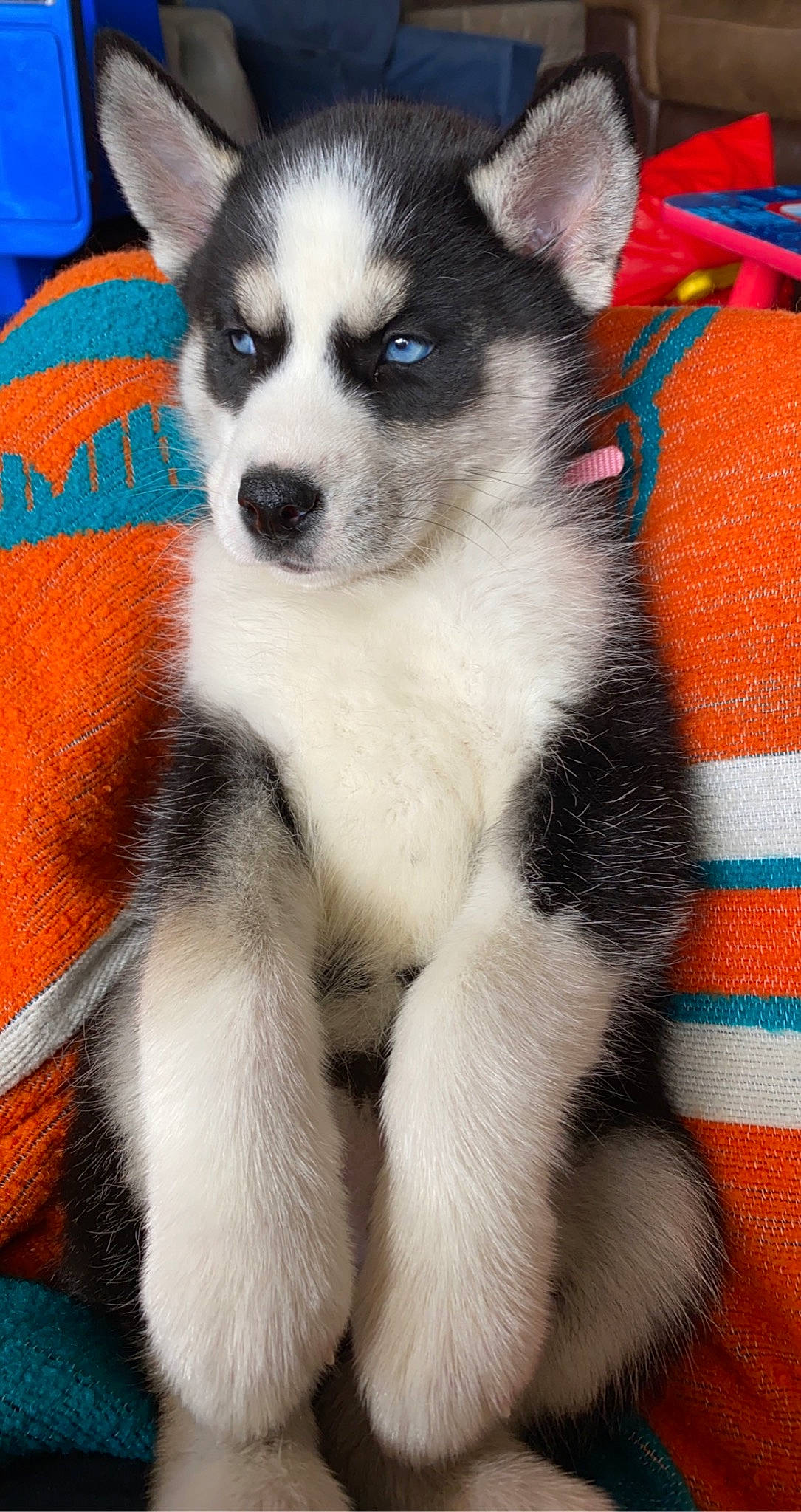 Echo joined the competition — help win amazing prizes! balance, biting, blue, carnivore, companion_dog, dog, dog_breed, dog_supply, fur, non_sporting_group, photography, snout, terrestrial_animal, whiskers, working_animal, working_dog