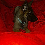 Loup participe au concours pour gagner de l'argent avec cette photo : dog, puppy, german_shepherd, collar, bed, blanket, red_blanket, indoor, resting, pet, animal, cute, fur, ears, looking_away, young_dog, domestic_animal, cozy, comfort, side_view