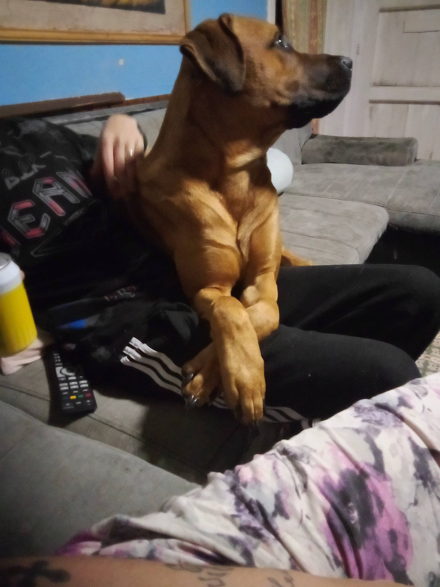 Saiko participe au concours pour gagner de l'argent avec cette photo : carnivore, chest, comfort, companion_dog, dog, dog_breed, dog_collar, dog_supply, elbow, fawn, human_leg, liver, paw, pet_supply, room, tail, working_animal