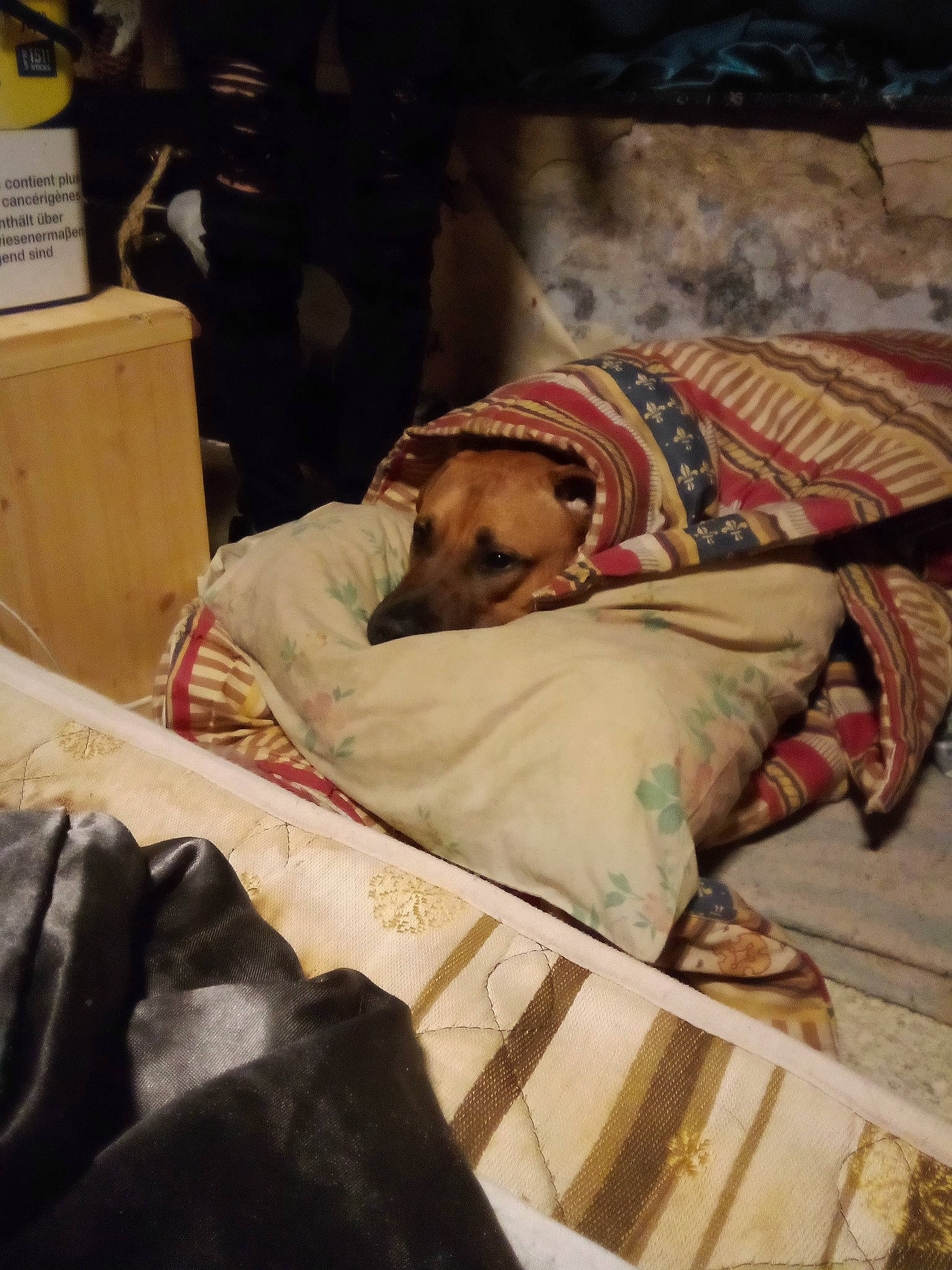 Saïko participe au concours pour gagner de l'argent avec cette photo : bedding, bedtime, canidae, carnivore, comfort, companion_dog, dog, dog_breed, fawn, flooring, fur, linens, nap, room, sitting, sporting_group, tints_and_shades, working_animal