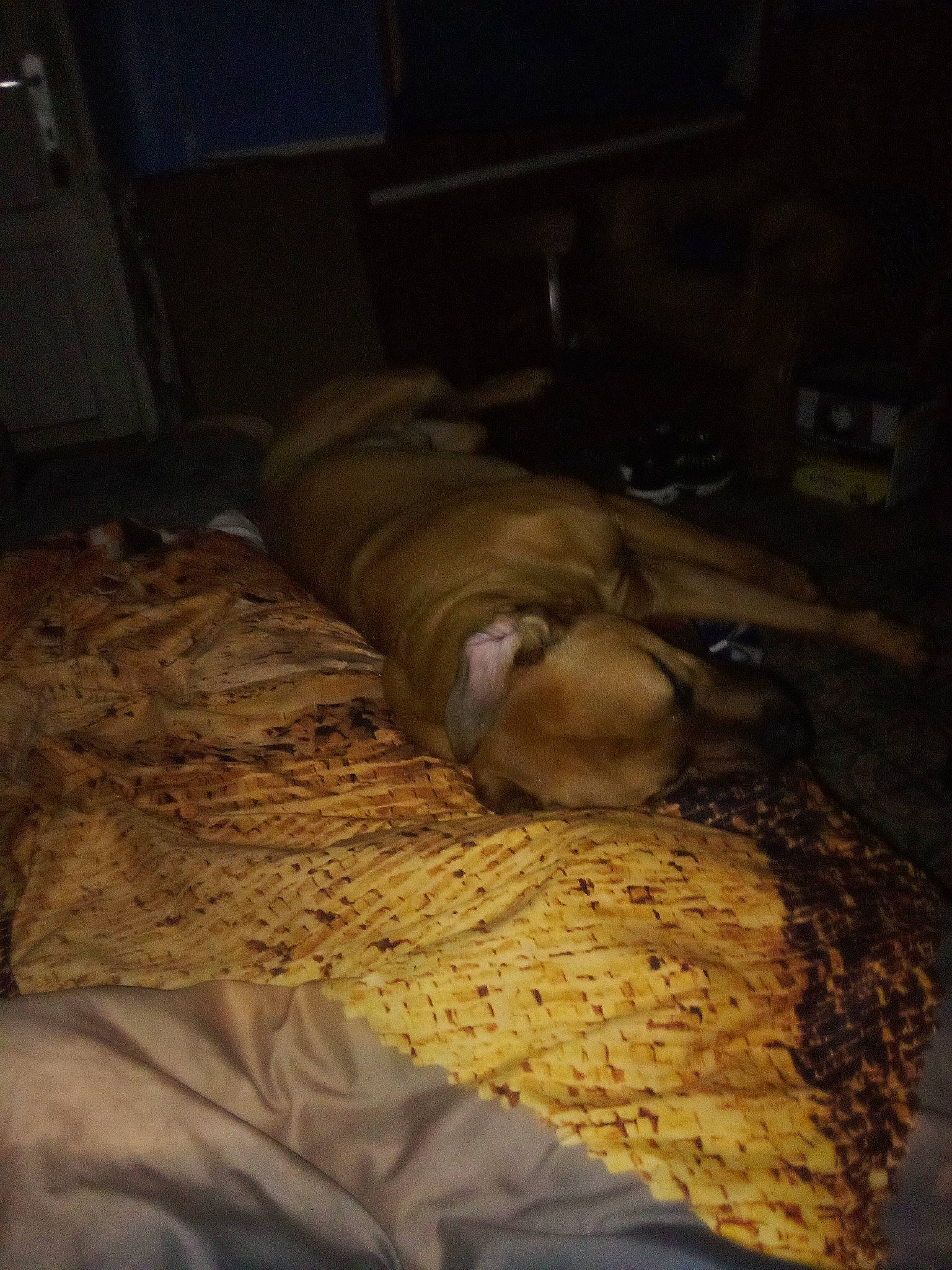 Saïko a rejoint le concours — aidez-le/la à gagner de superbes lots ! bed, bed_frame, bed_sheet, bedding, bedroom, comfort, darkness, dish, duvet, felidae, flooring, fur, hardwood, linens, nap, night, room, tints_and_shades, wood, wrinkle