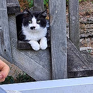Charlie joined the competition — help win amazing prizes! cat, black_and_white, wooden_fence, paws, outdoor, greenery, stone_wall, curious, resting, animal, pet, nature, fence, close_up, calm, looking, fur, whiskers, daylight, texture