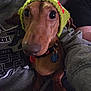 brown_dog, casual, closeup, clothing, collar, cozy, curious, dachshund, dog, eyes, face, hat, indoor, knitted_hat, lap, person, pet, relaxed, sitting, tag
