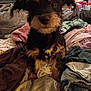 Lucy is registered to the contest to win money with this photo: dog, pet, indoor, clothes, blanket, fur, curious, small_dog, messy, bedroom, fabric, furniture, domestic, animal, cute, sitting, collar, ears, eyes, home