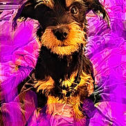 Lucy joined the competition — help win amazing prizes! dog, puppy, scruffy_fur, brown, black, pet, indoor, blanket, purple, fabric, curious, sitting, closeup, furry, animal, cute, portrait, household, cozy, messy