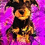 dog, puppy, scruffy_fur, brown, black, pet, indoor, blanket, purple, fabric, curious, sitting, closeup, furry, animal, cute, portrait, household, cozy, messy