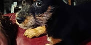Lucy joined the competition — help win amazing prizes! puppy, dog, close_up, black, tan, fur, leather, maroon, paws, resting, cute, pet, animal, indoor, young, curious, portrait, small, fluffy, looking_away