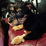 puppy, dog, close_up, black, tan, fur, leather, maroon, paws, resting, cute, pet, animal, indoor, young, curious, portrait, small, fluffy, looking_away