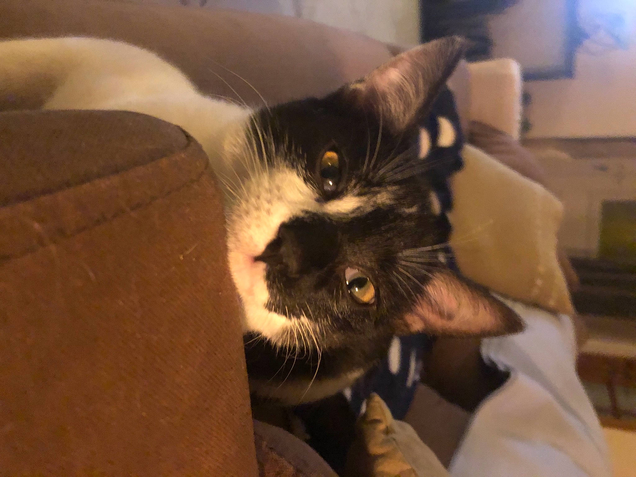 Molly participe au concours pour gagner de l'argent avec cette photo : beard, canidae, carnivore, cat, claw, comfort, domestic_short_haired_cat, ear, eye, facial_hair, felidae, formal_wear, fur, gesture, paw, room, small_to_medium_sized_cats, snout, tail, whiskers