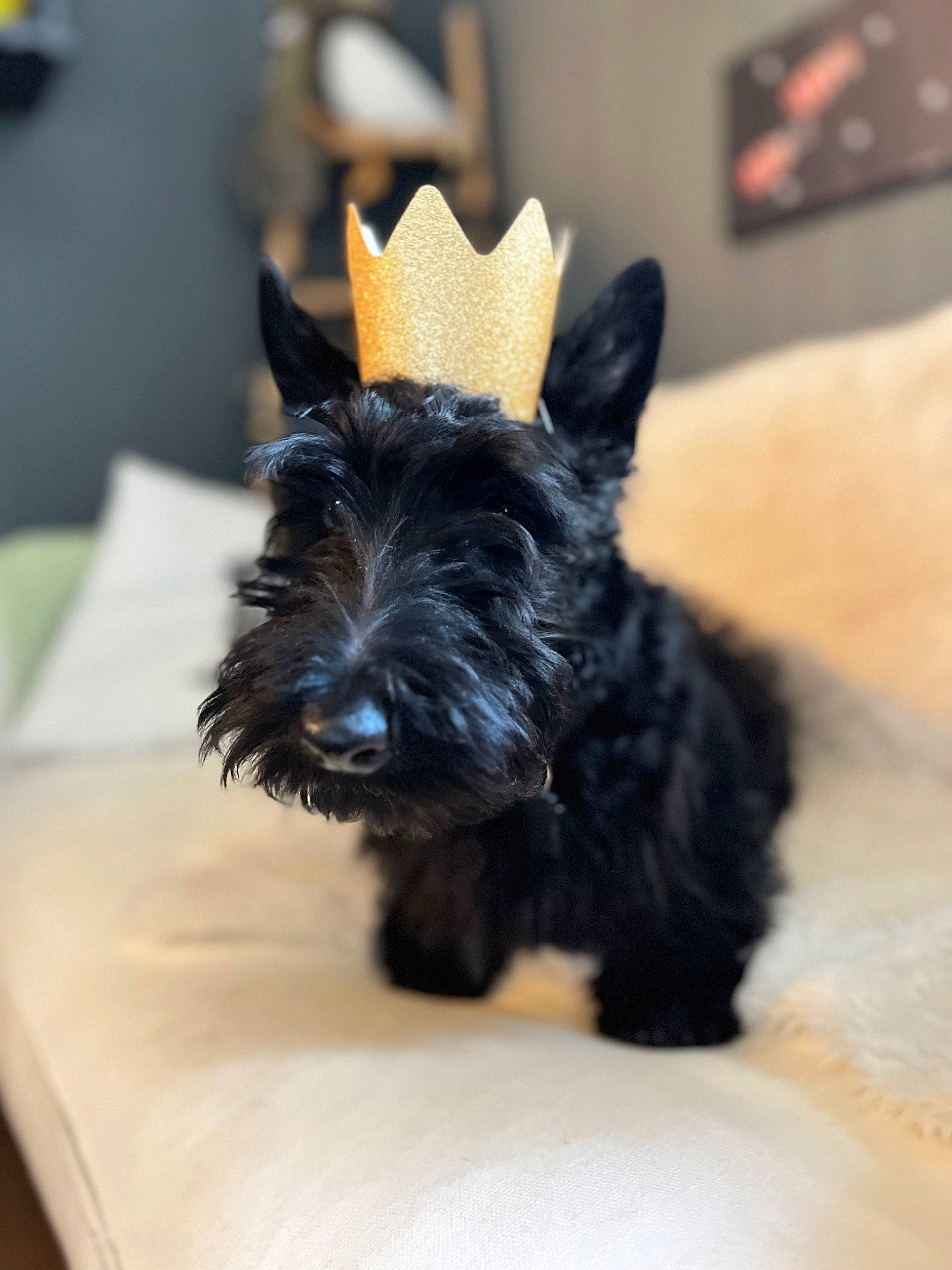 Elizabeth a rejoint le concours — aidez-le/la à gagner de superbes lots ! carnivore, companion_dog, dog, dog_breed, ear, fashion_accessory, non_sporting_group, schnauzer, small_terrier, snout, standard_schnauzer, table, terrier, toy_dog, working_animal