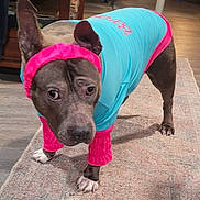Bella is registered to the contest to win money with this photo: dog, pet, canine, clothing, costume, turquoise, pink, headband, leg_warmers, standing, front_facing, portrait, indoors, living_room, rug, wood_floor, furniture, ears, paws, fashion