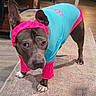 dog, pet, canine, clothing, costume, turquoise, pink, headband, leg_warmers, standing, front_facing, portrait, indoors, living_room, rug, wood_floor, furniture, ears, paws, fashion