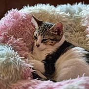 Ambre a rejoint le concours — aidez-le/la à gagner de superbes lots ! animal, cat, closeup, comfort, cozy, cute, domestic_cat, feline, fluffy_bed, fur, gray, indoor, pet, pink, relaxation, resting, sleepy, soft_texture, tabby_cat, white