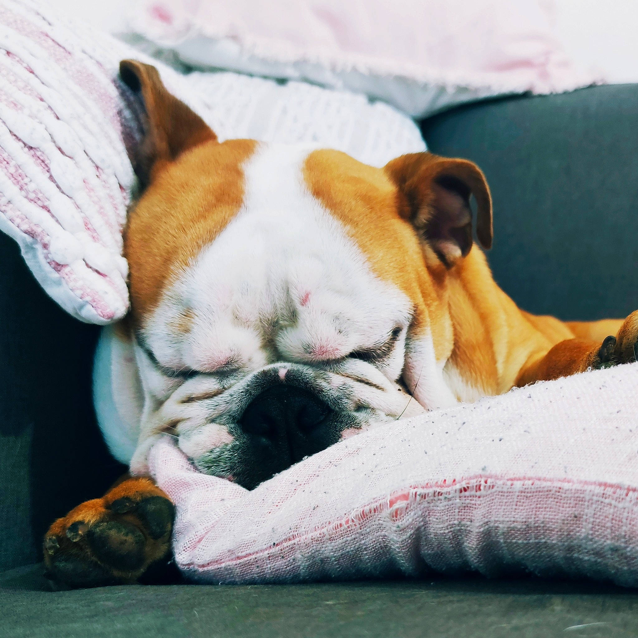 Brutus a rejoint le concours — aidez-le/la à gagner de superbes lots ! australian_bulldog, british_bulldogs, bulldog, canidae, carnivore, companion_dog, dog, dog_breed, ear, mammal, nap, non_sporting_group, nose, old_english_bulldog, olde_english_bulldogge, skin, sleep, snout, toy_bulldog, vertebrate