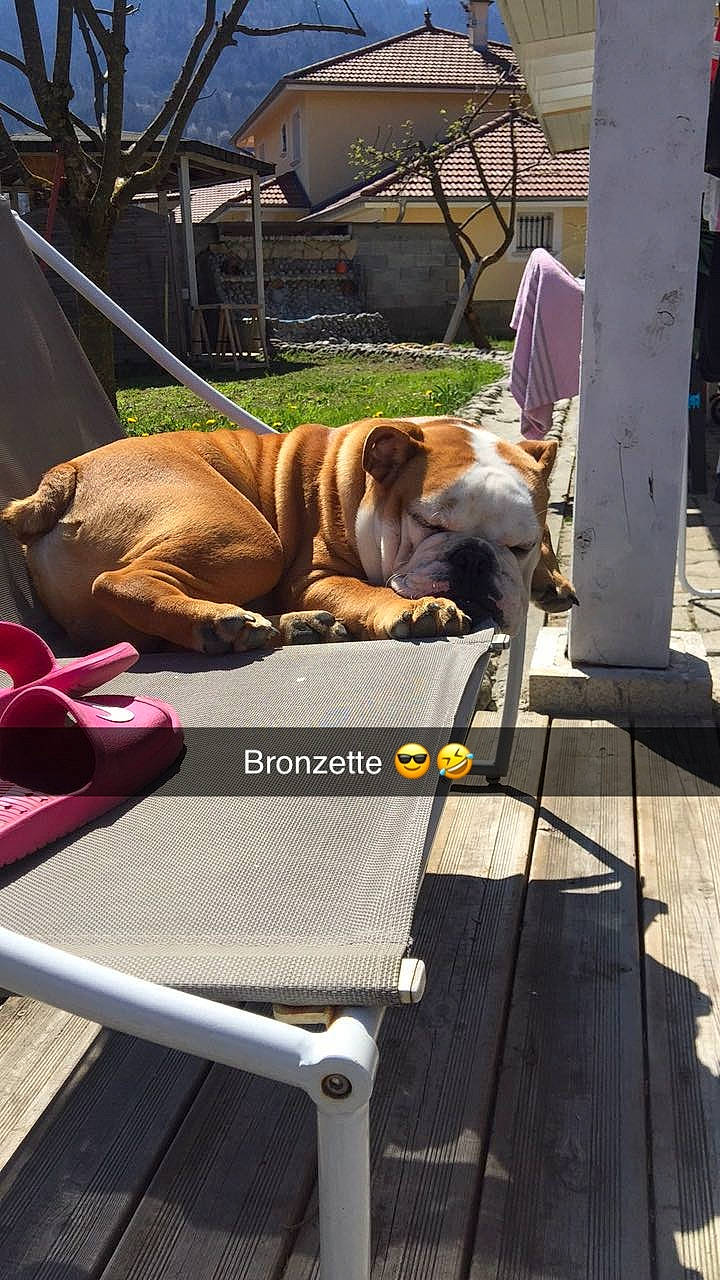 Brutus participe au concours pour gagner de l'argent avec cette photo : american_bulldog, australian_bulldog, british_bulldogs, bulldog, canidae, carnivore, companion_dog, dog, dog_breed, fawn, non_sporting_group, old_english_bulldog, olde_english_bulldogge