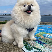 Reiya a rejoint le concours — aidez-le/la à gagner de superbes lots ! dog, pomeranian, fluffy, white, pet, outdoor, waterfront, mosaic, map, sky, cloudy, happy, sitting, cute, animal, canine, portrait, nature, leash, fur