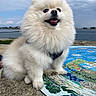 dog, pomeranian, fluffy, white, pet, outdoor, waterfront, mosaic, map, sky, cloudy, happy, sitting, cute, animal, canine, portrait, nature, leash, fur