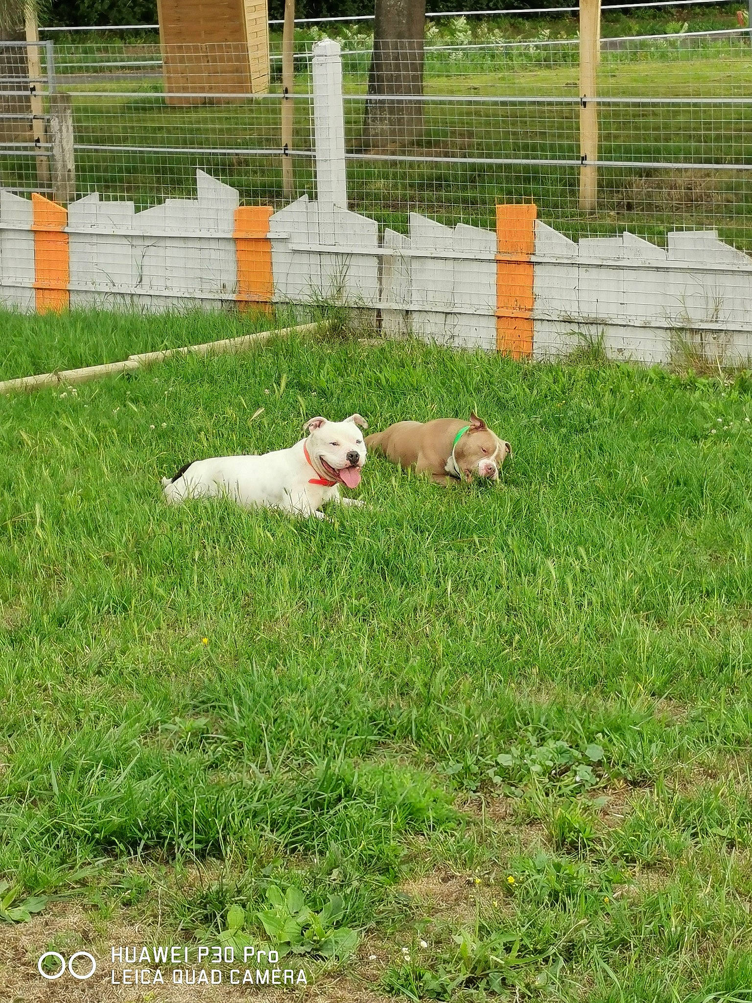 Xena a rejoint le concours — aidez-le/la à gagner de superbes lots ! backyard, canidae, carnivore, chair, companion_dog, dog, dog_breed, fence, garden, grass, grassland, groundcover, home_fencing, lawn, non_sporting_group, pasture, plant, sporting_group, tree, yard