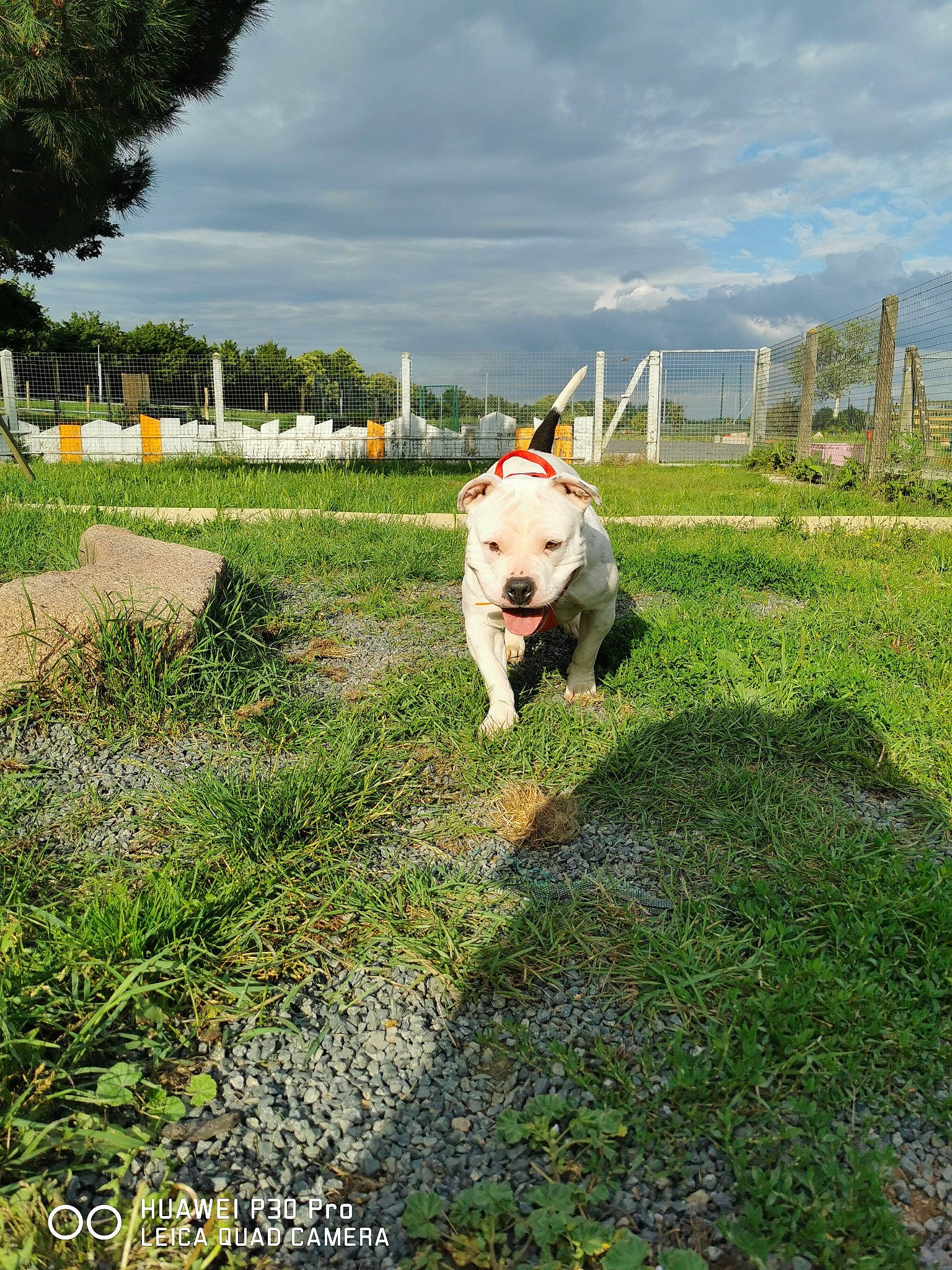 Xena participe au concours pour gagner de l'argent avec cette photo : carnivore, cloud, companion_dog, dog, dog_breed, fawn, field, grass, grassland, landscape, lawn, meadow, pasture, plant, sidewalk, sky, sporting_group, tail, tree, working_animal
