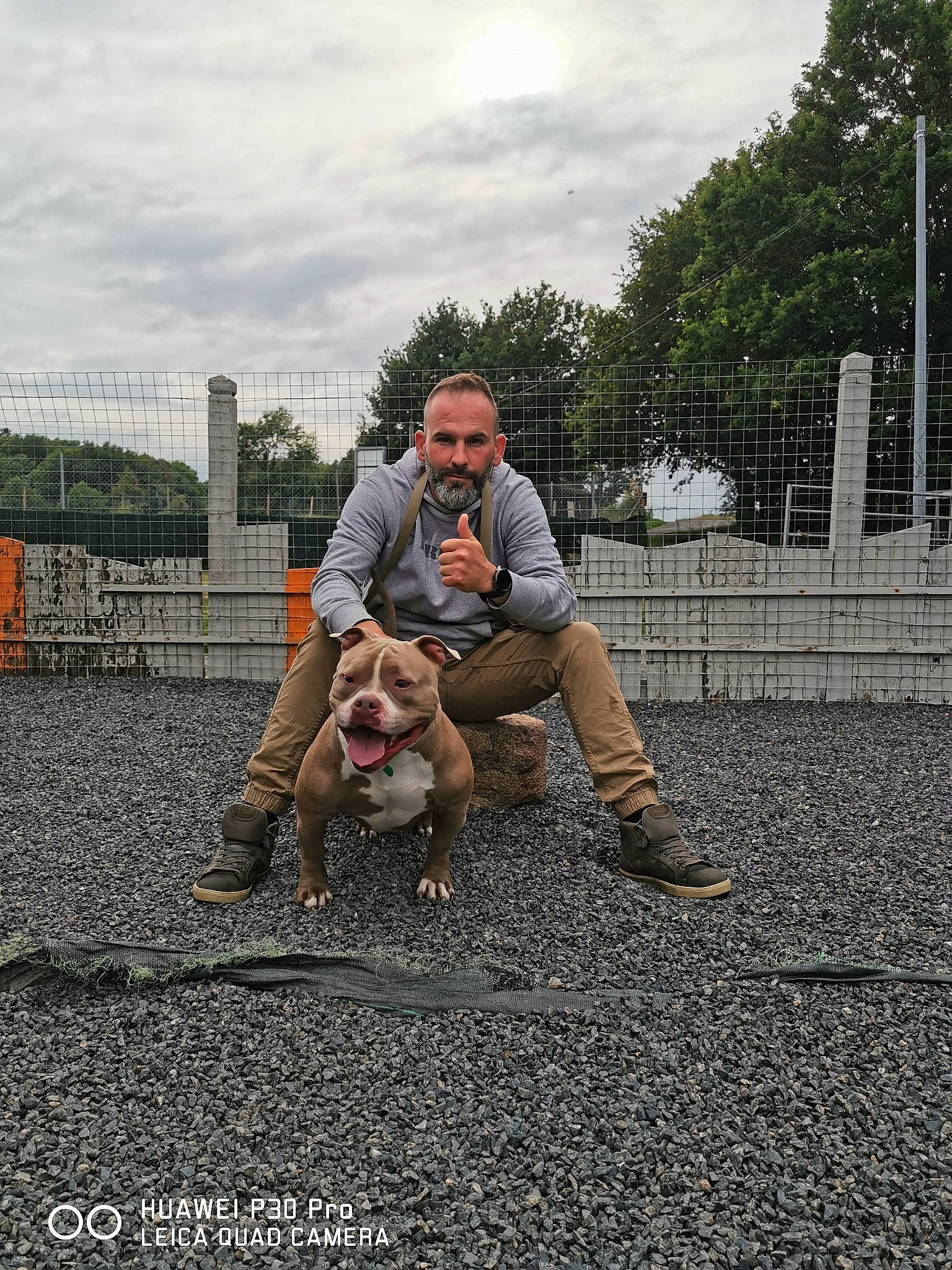 Monster participe au concours pour gagner de l'argent avec cette photo : asphalt, boot, carnivore, cloud, companion_dog, dog, dog_breed, fawn, fence, fur, grass, leash, leisure, plant, road_surface, sitting, sky, soil, sporting_group, tree