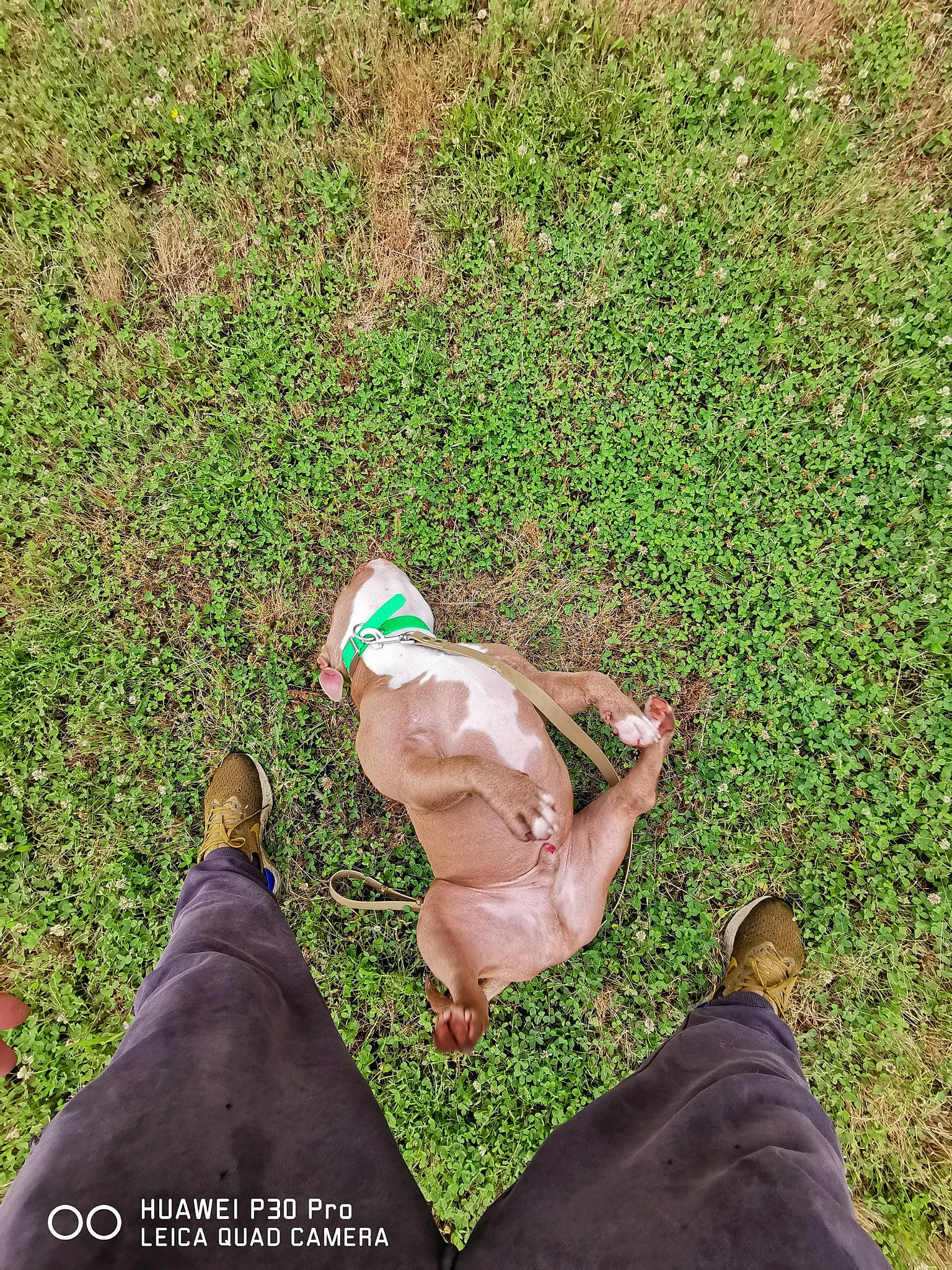 Monster a rejoint le concours — aidez-le/la à gagner de superbes lots ! companion_dog, dog_breed, fawn, flooring, foot, grass, grass_family, grassland, groundcover, happy, hat, human_leg, landscape, lawn, leaf, leisure, people_in_nature, photograph, plant, shoe