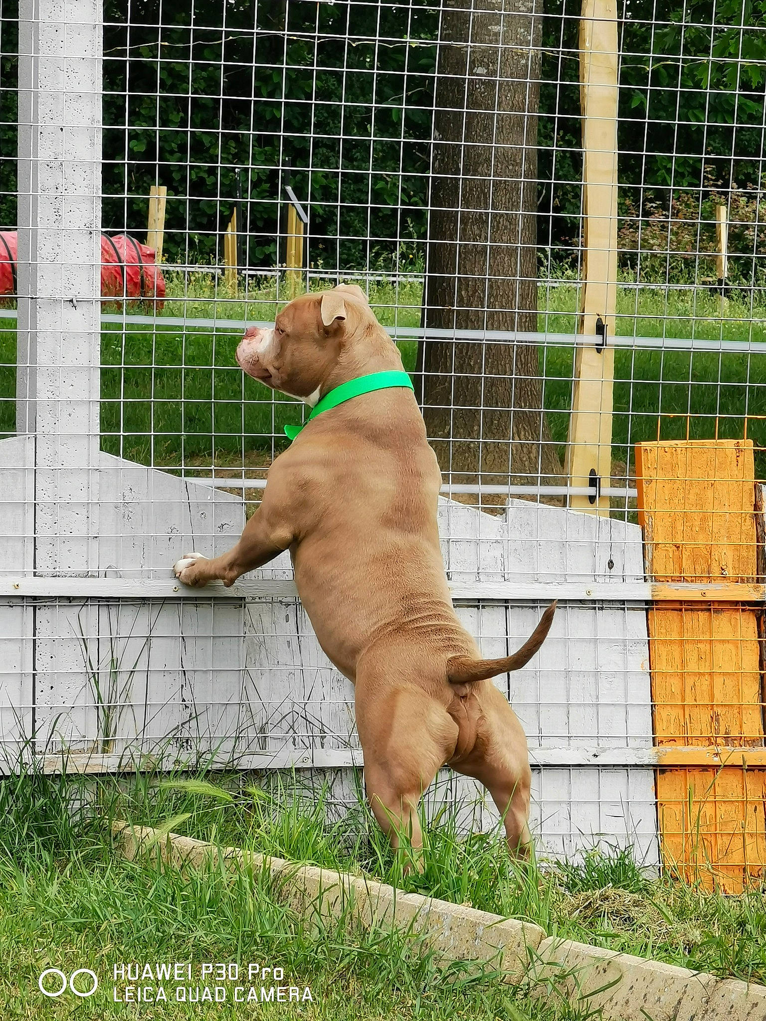 Monster participe au concours pour gagner de l'argent avec cette photo : animal_shelter, cage, canidae, carnivore, collar, companion_dog, dog, dog_breed, dog_collar, dog_supply, fawn, fence, grass, guard_dog, liver, mesh, pet_supply, snout, sporting_group, wire_fencing