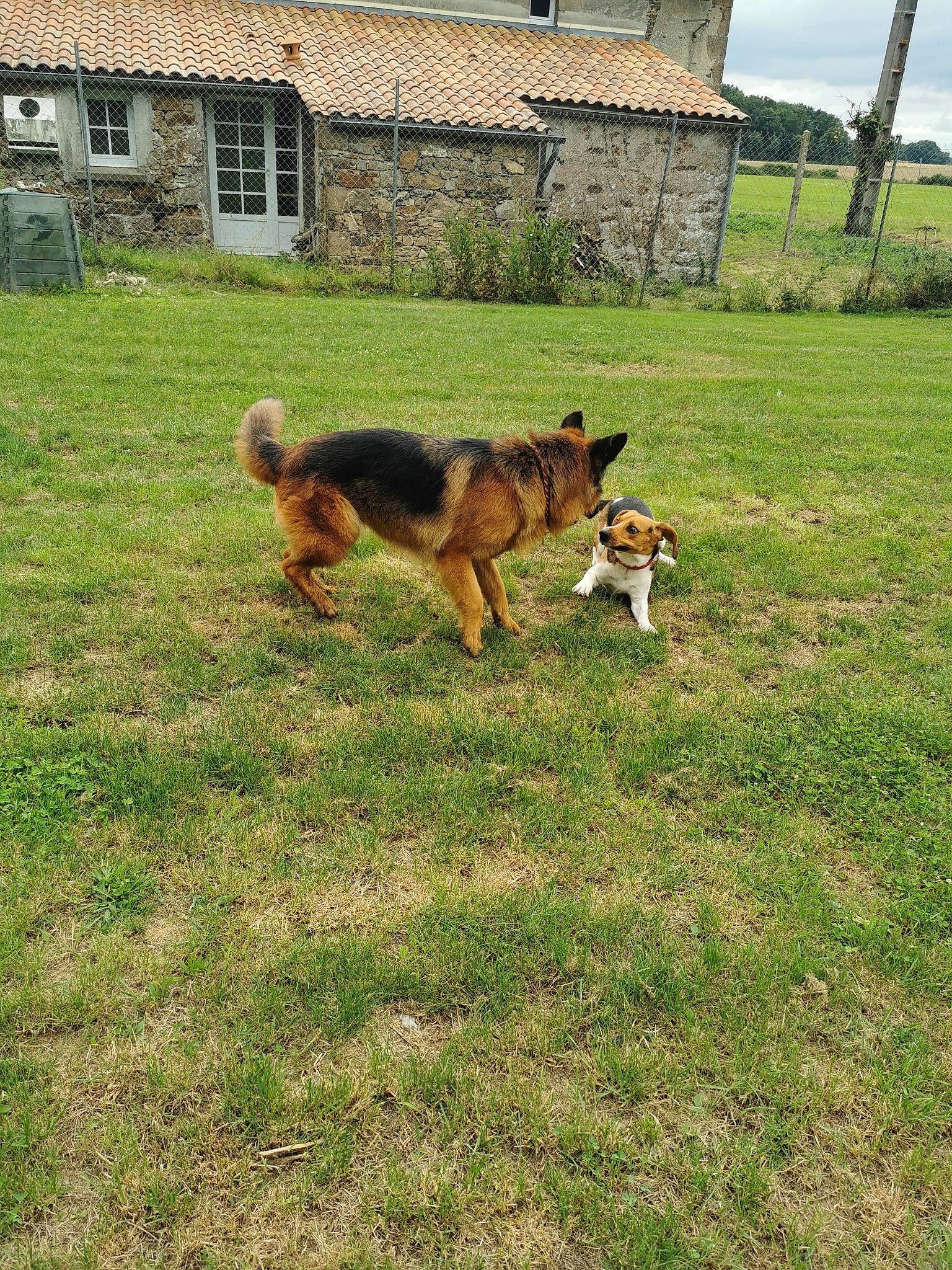 Milana a rejoint le concours — aidez-le/la à gagner de superbes lots ! building, carnivore, cloud, companion_dog, dog, dog_breed, fawn, german_shepherd_dog, grass, grassland, herding_dog, house, lawn, old_german_shepherd_dog, pasture, sky, snout, sporting_group, tail, window