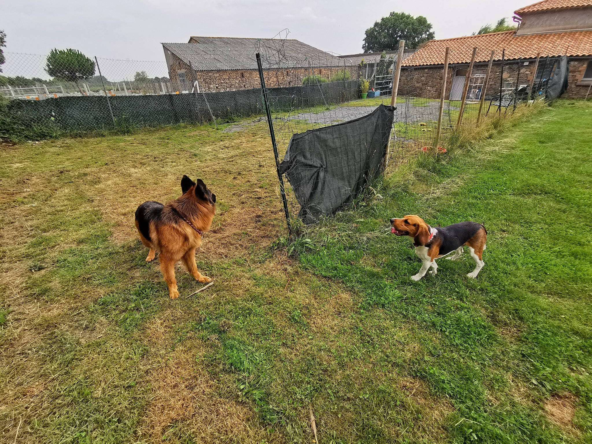 Milana a rejoint le concours — aidez-le/la à gagner de superbes lots ! building, carnivore, cloud, dog, dog_breed, fawn, fence, german_shepherd_dog, grass, house, lawn, mammal, old_german_shepherd_dog, pasture, plant, sky, sporting_group, tail, tree, vertebrate