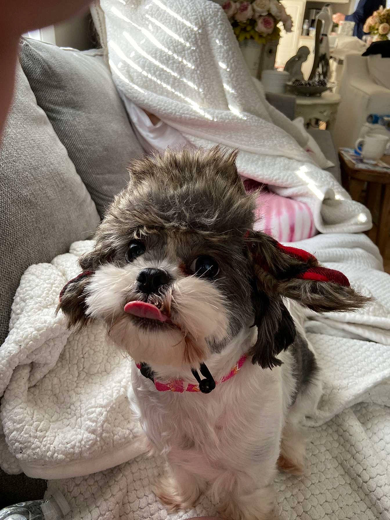 Daisy is registered to the contest to win money with this photo: carnivore, collar, companion_dog, dog, dog_breed, dog_clothes, dog_collar, dog_supply, eyewear, fawn, leash, liver, pet_supply, shih_tzu, snout, sporting_group, tail, terrier, toy_dog, working_animal