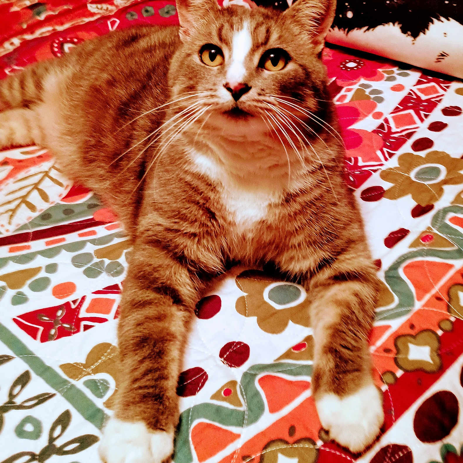 Lil Dink.. is registered to the contest to win money with this photo: animal, cat, close_up, curious, cute, domestic_cat, feline, fur, indoor, lying_down, orange_brown, patterned_bedspread, paws, pet, portrait, quilt, relaxed, tabby_cat, whiskers, white_paws