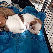 Minnie participe au concours pour gagner de l'argent avec cette photo : puppy, sleeping, blanket, crate, indoor, pet, fur, cute, animal, young, brown, white, resting, cozy, soft, domestic, companion, quiet, peaceful, cage