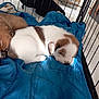 puppy, sleeping, blanket, crate, indoor, pet, fur, cute, animal, young, brown, white, resting, cozy, soft, domestic, companion, quiet, peaceful, cage