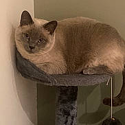 Nounette participe au concours pour gagner de l'argent avec cette photo : cat, siamese_cat, pet, feline, cat_tree, indoor, gray, fur, animal, resting, perched, cozy, domestic, looking, ears, whiskers, tail, soft_lighting, wall, shadow