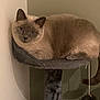 cat, siamese_cat, pet, feline, cat_tree, indoor, gray, fur, animal, resting, perched, cozy, domestic, looking, ears, whiskers, tail, soft_lighting, wall, shadow