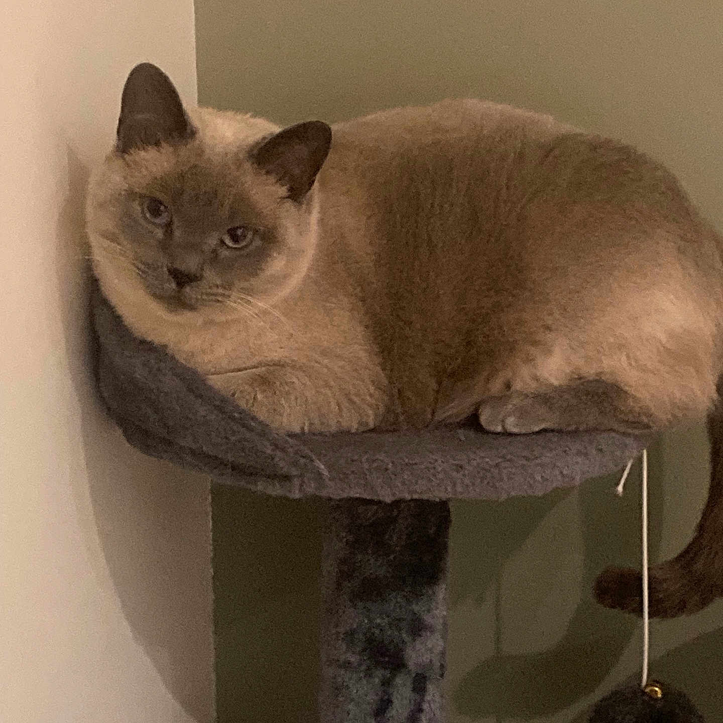 Nounette participe au concours pour gagner de l'argent avec cette photo : animal, cat, cat_tree, cozy, domestic, ears, feline, fur, gray, indoor, looking, perched, pet, resting, shadow, siamese_cat, soft_lighting, tail, wall, whiskers