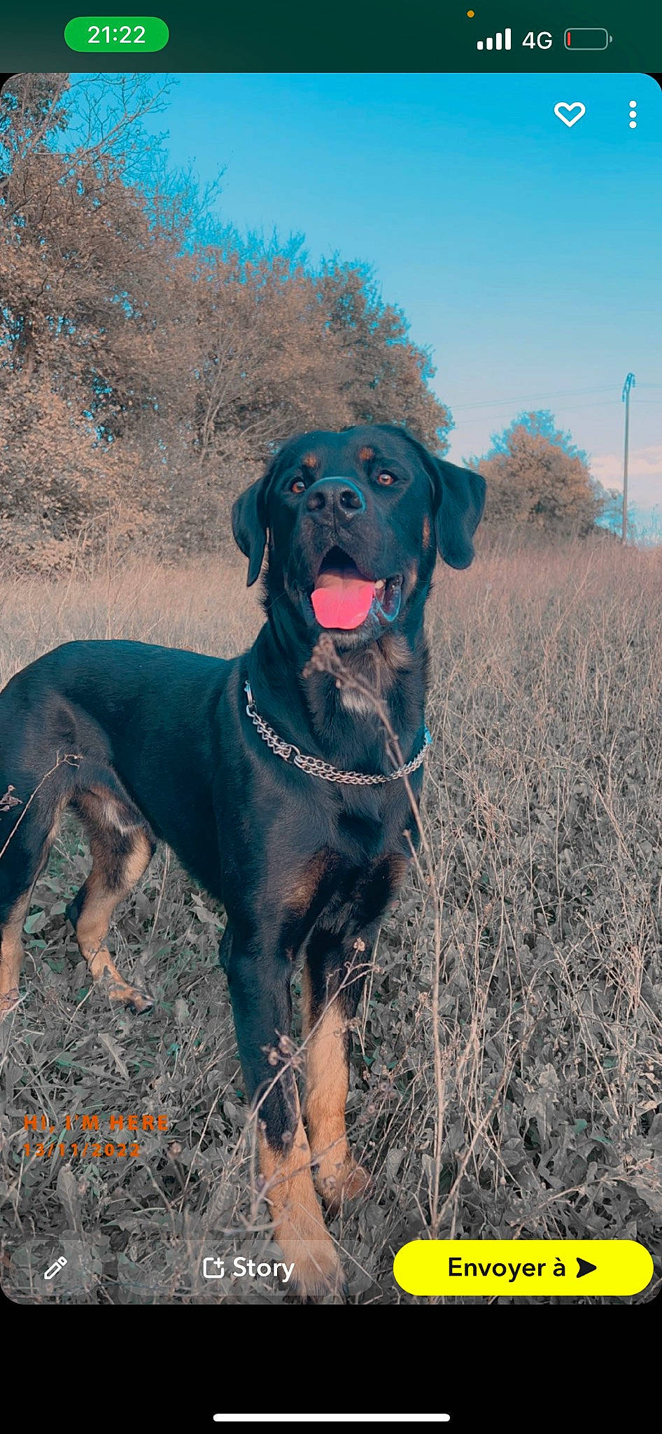 Chadow a rejoint le concours — aidez-le/la à gagner de superbes lots ! borador, canidae, carnivore, collar, dog, dog_breed, dog_collar, fawn, gun_dog, hunting_dog, labrador_retriever, landscape, liver, plant, sky, sporting_group, tail, tree, working_animal, working_dog