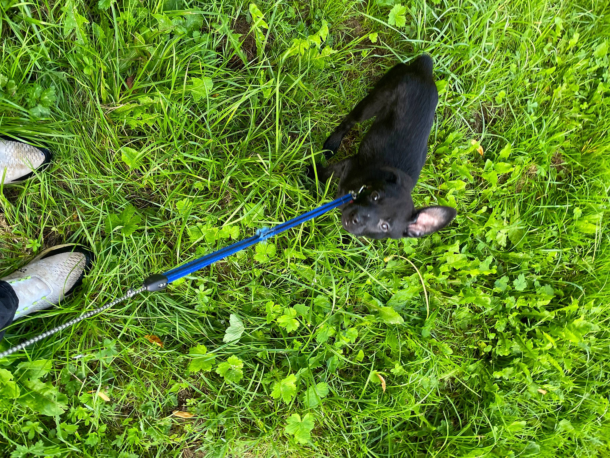 Rose a rejoint le concours — aidez-le/la à gagner de superbes lots ! annual_plant, beak, butterfly, electric_blue, feather, foot, grass, groundcover, herb, moths_and_butterflies, plant, plebejus, pollinator, shrub, tail, terrestrial_animal, terrestrial_plant, wing