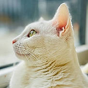 Nino participe au concours pour gagner de l'argent avec cette photo : animal, cat, close_up, cozy, curious, domestic_cat, ear, feline, fur, green_eye, indoor, looking_out, natural_light, pet, portrait, side_profile, soft_light, whiskers, white_cat, window