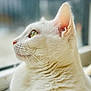 animal, cat, close_up, cozy, curious, domestic_cat, ear, feline, fur, green_eye, indoor, looking_out, natural_light, pet, portrait, side_profile, soft_light, whiskers, white_cat, window