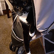 Izzy Hoffmann joined the competition — help win amazing prizes! cat, tuxedo_cat, stroller, carpet, indoor, pet, curious, black_and_white, whiskers, paw, zipper, furniture, wheel, household, cute, animal, domestic, pet_accessory, relaxed, cozy