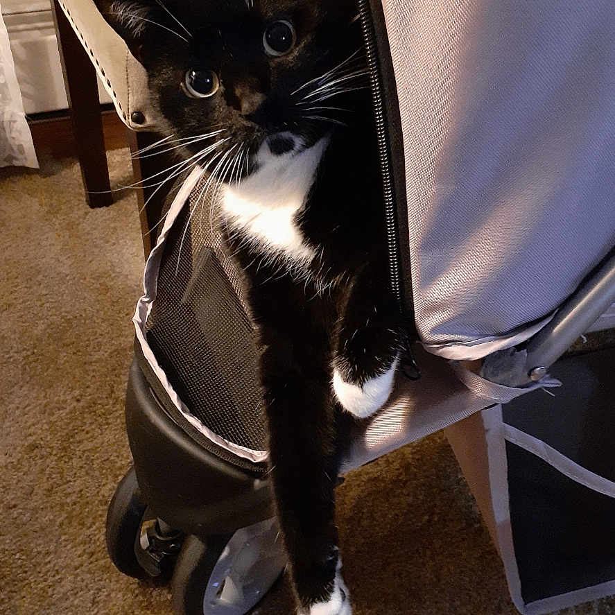 Izzy Hoffmann joined the competition — help win amazing prizes! animal, black_and_white, carpet, cat, cozy, curious, cute, domestic, furniture, household, indoor, paw, pet, pet_accessory, relaxed, stroller, tuxedo_cat, wheel, whiskers, zipper