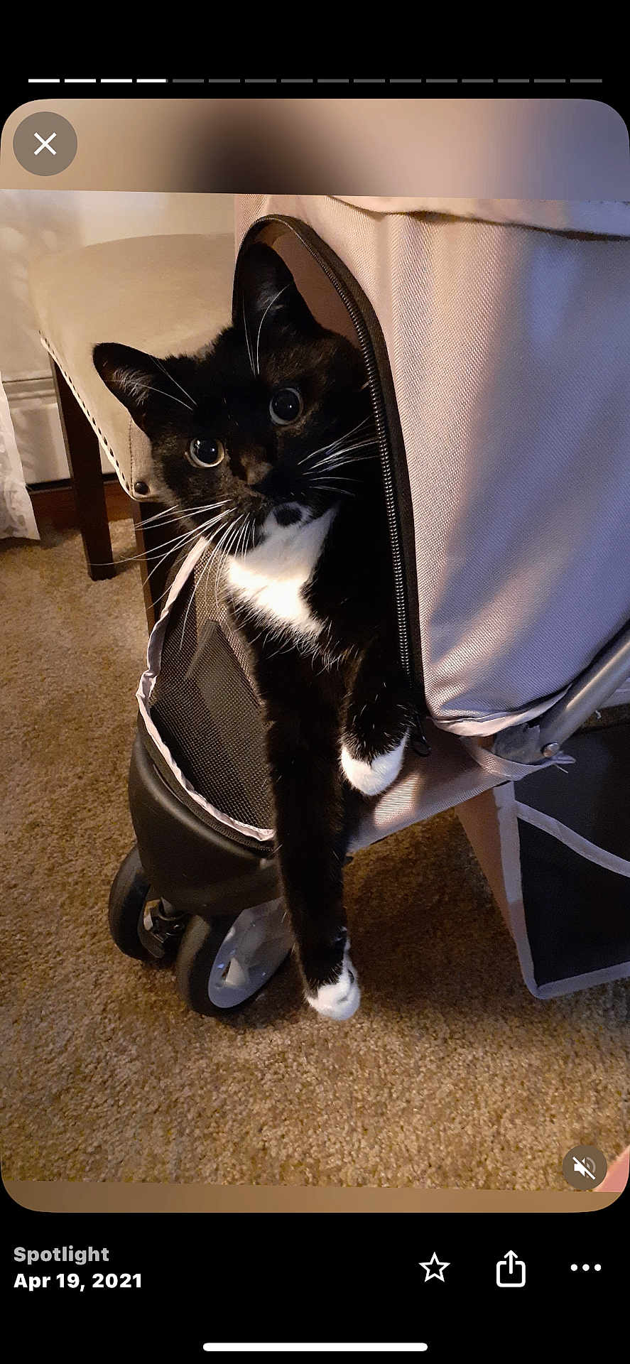 Izzy Hoffmann joined the competition — help win amazing prizes! cat, tuxedo_cat, stroller, carpet, indoor, pet, curious, black_and_white, whiskers, paw, zipper, furniture, wheel, household, cute, animal, domestic, pet_accessory, relaxed, cozy