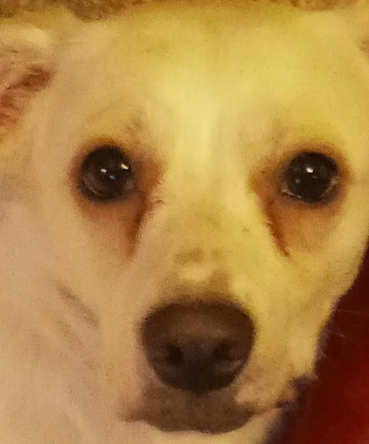 Bayley is registered to the contest to win money with this photo: bored, canidae, carnivore, close_up, companion_dog, dog, dog_breed, ear, eye, eyelash, fawn, fur, head, jaw, no_expression, polish_tatra_sheepdog, snout, sporting_group, whiskers, working_animal