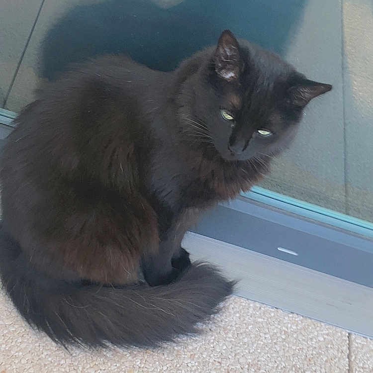 Baloo participe au concours pour gagner de l'argent avec cette photo : animal, black_cat, calm, cat, domestic_animal, ears, eyes, feline, floor, fur, glass_door, indoors, pet, quiet, reflection, shadow, sitting, tail, whiskers, window