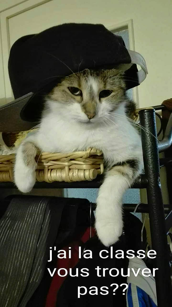 Gribouille participe au concours pour gagner de l'argent avec cette photo : aegean_cat, asian, carnivore, cat, domestic_short_haired_cat, felidae, fur, paw, photo_caption, photography, polydactyl_cat, small_to_medium_sized_cats, whiskers